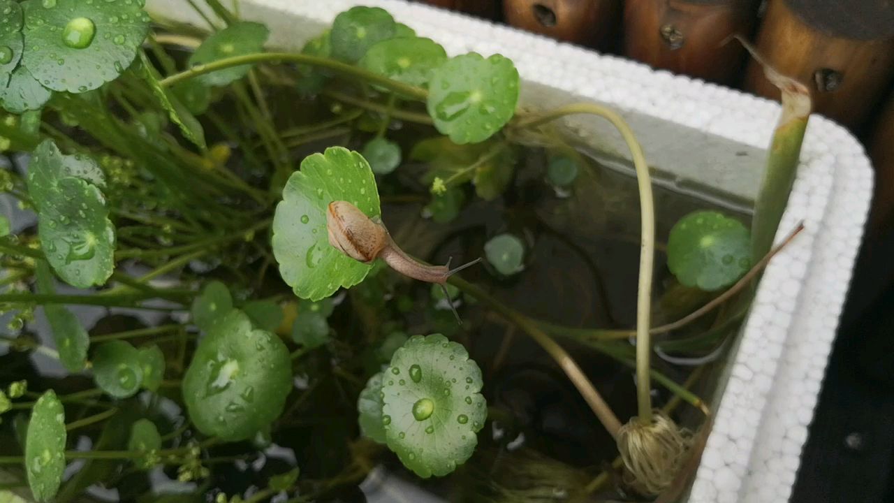 观察蜗牛
